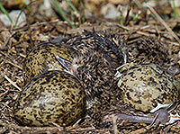 Hatching Lapwing Plover chicks